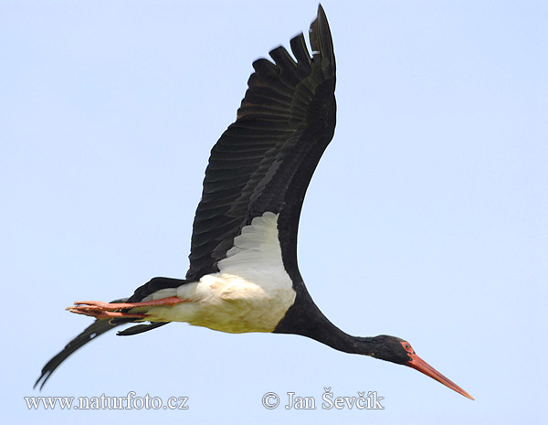 Bocian čierny (Ciconia nigra)