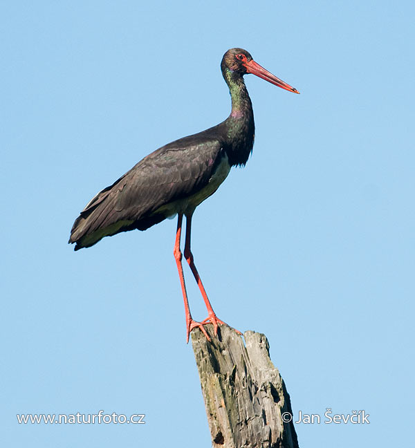 Bocian čierny (Ciconia nigra)