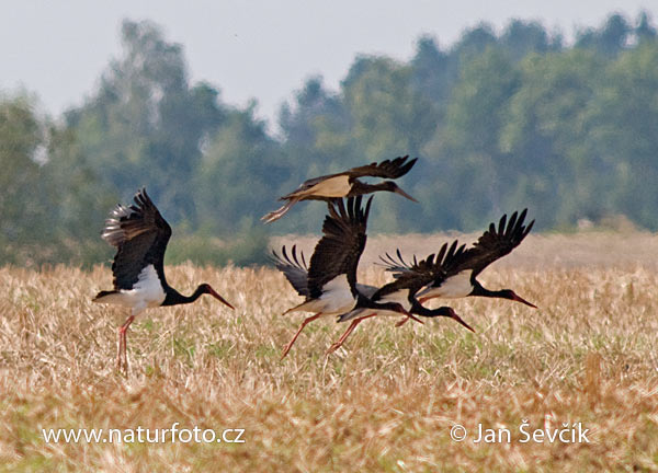 Bocian čierny (Ciconia nigra)