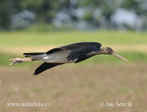 Bocian čierny (Ciconia nigra)