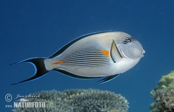 Bodlok (Acanthurus sohal)