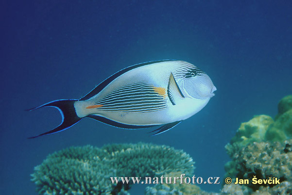 Bodlok (Acanthurus sohal)