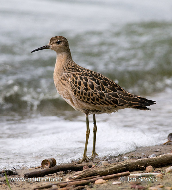 Bojovník bahenný (Philomachus pugnax)