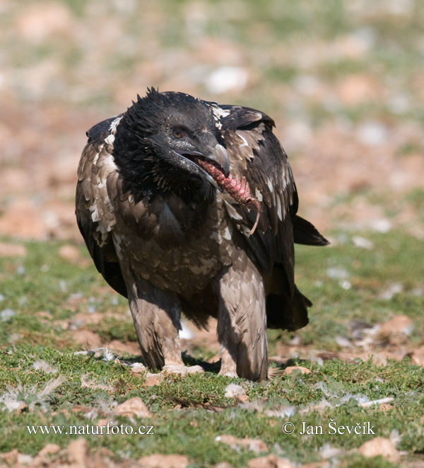 Bradán žltohlavý (Gypaetus barbatus)