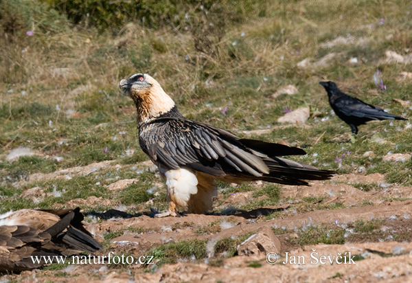 Bradán žltohlavý (Gypaetus barbatus)