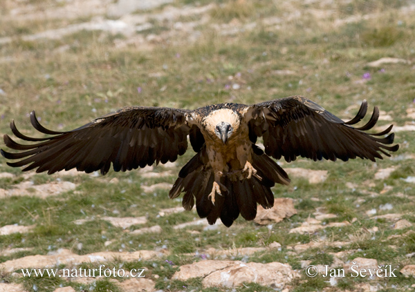 Bradán žltohlavý (Gypaetus barbatus)