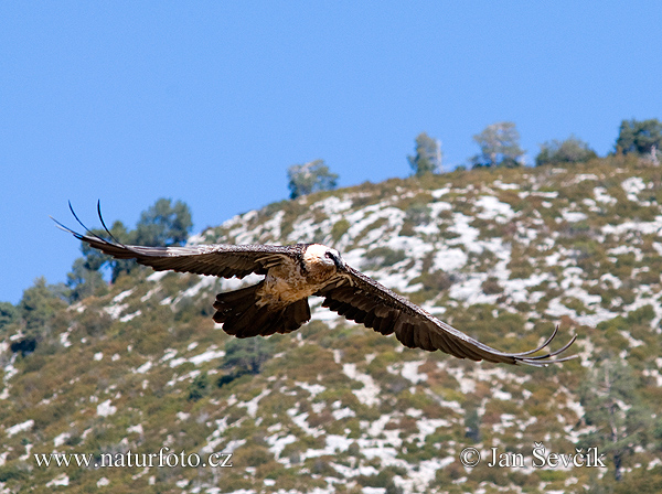 Bradán žltohlavý (Gypaetus barbatus)