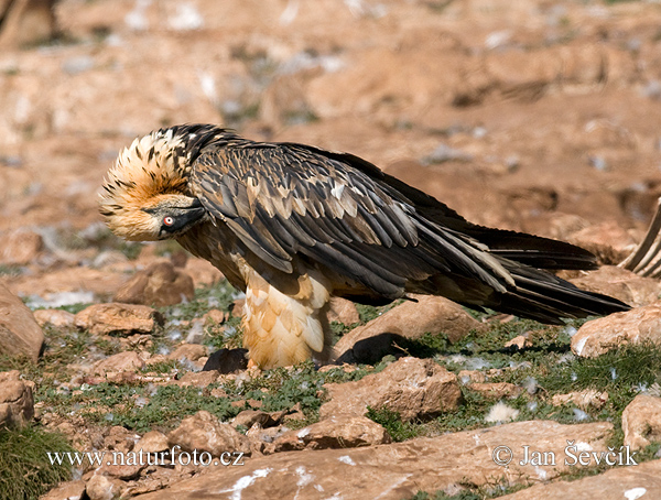 Bradán žltohlavý (Gypaetus barbatus)