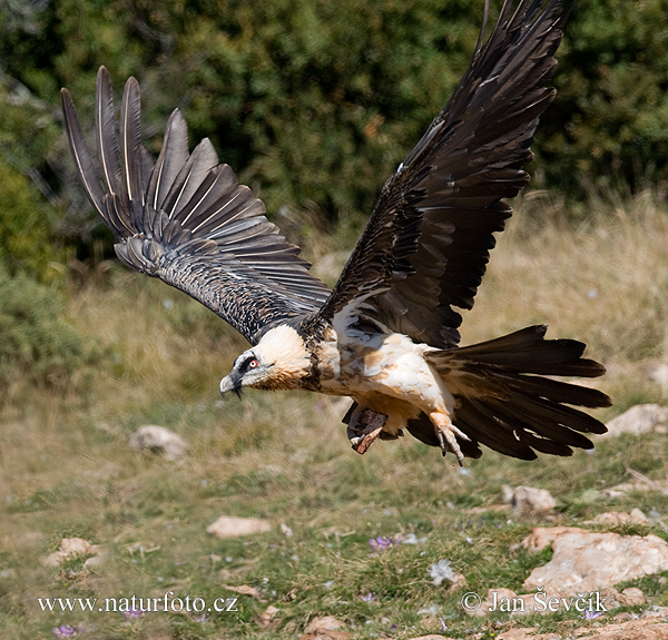 Bradán žltohlavý (Gypaetus barbatus)