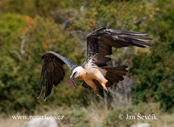 Bradán žltohlavý (Gypaetus barbatus)