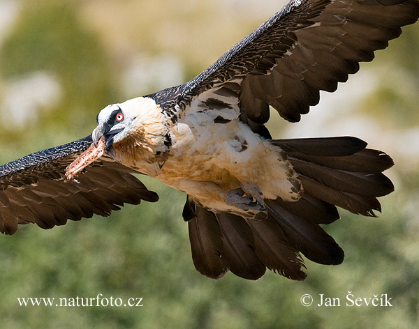 Bradán žltohlavý (Gypaetus barbatus)