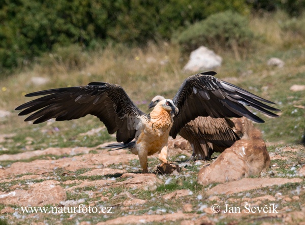 Bradán žltohlavý (Gypaetus barbatus)