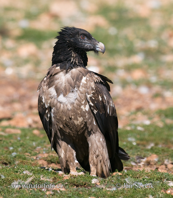 Bradán žltohlavý (Gypaetus barbatus)