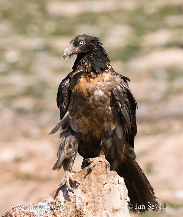 Bradán žltohlavý (Gypaetus barbatus)