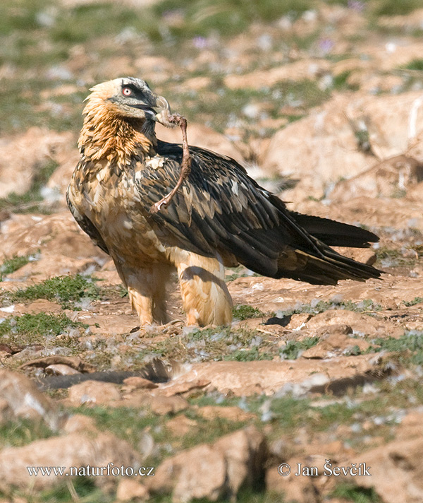 Bradán žltohlavý (Gypaetus barbatus)