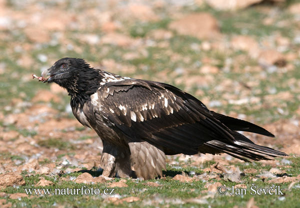 Bradán žltohlavý (Gypaetus barbatus)