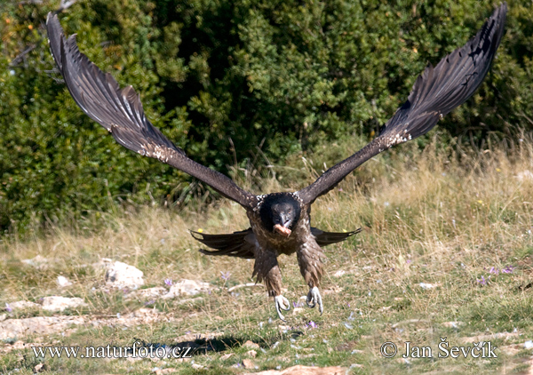 Bradán žltohlavý (Gypaetus barbatus)