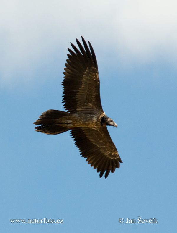 Bradán žltohlavý (Gypaetus barbatus)