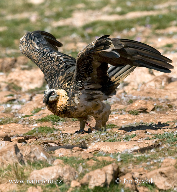 Bradán žltohlavý (Gypaetus barbatus)