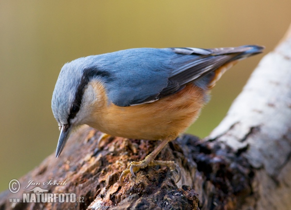 Brhlík lesní (Sitta europaea)