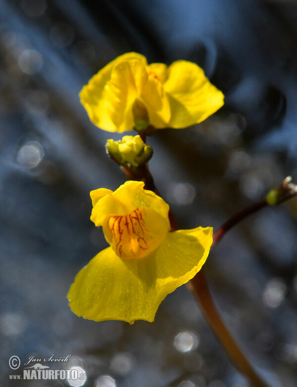 bublinatka jižní (Utricularia australis)