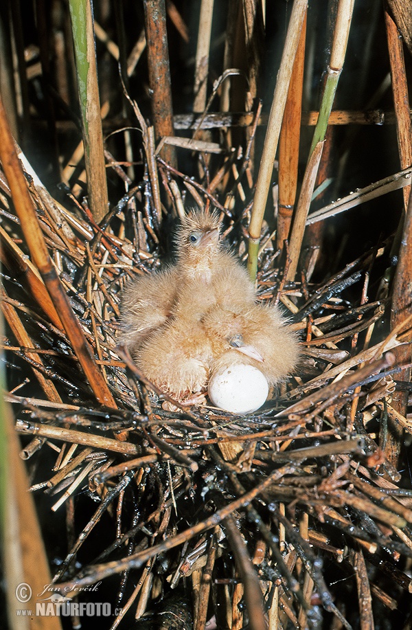 Bučiačik močiarny (Ixobrychus minutus)