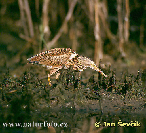 Bučiačik močiarny (Ixobrychus minutus)