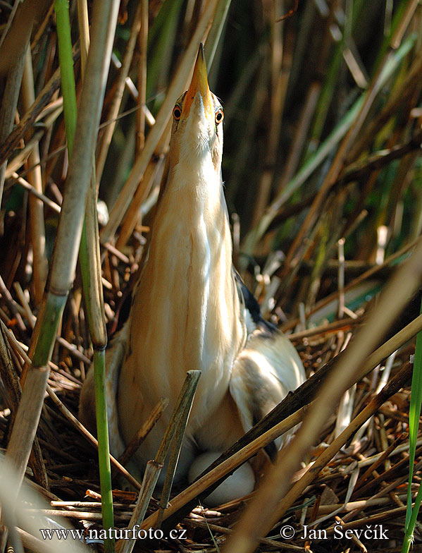 Bučiačik močiarny (Ixobrychus minutus)