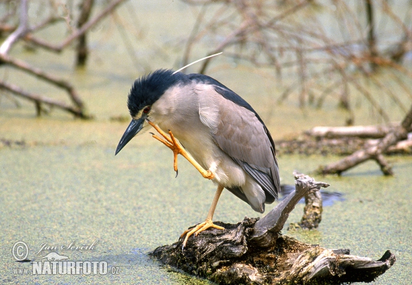 Bučiak chavkoš nočný (Nycticorax nycticorax)