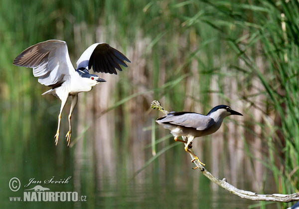 Bučiak chavkoš nočný (Nycticorax nycticorax)