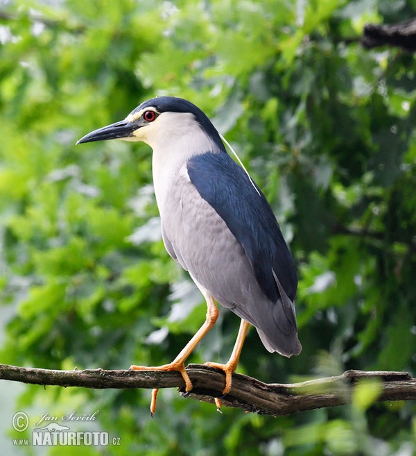 Bučiak chavkoš nočný (Nycticorax nycticorax)