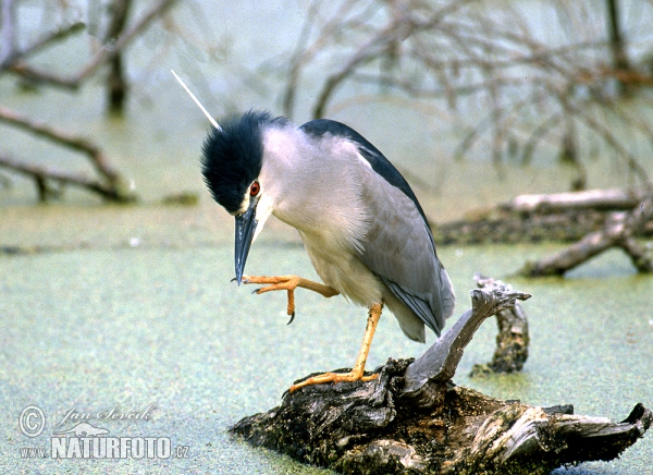 Bučiak chavkoš nočný (Nycticorax nycticorax)