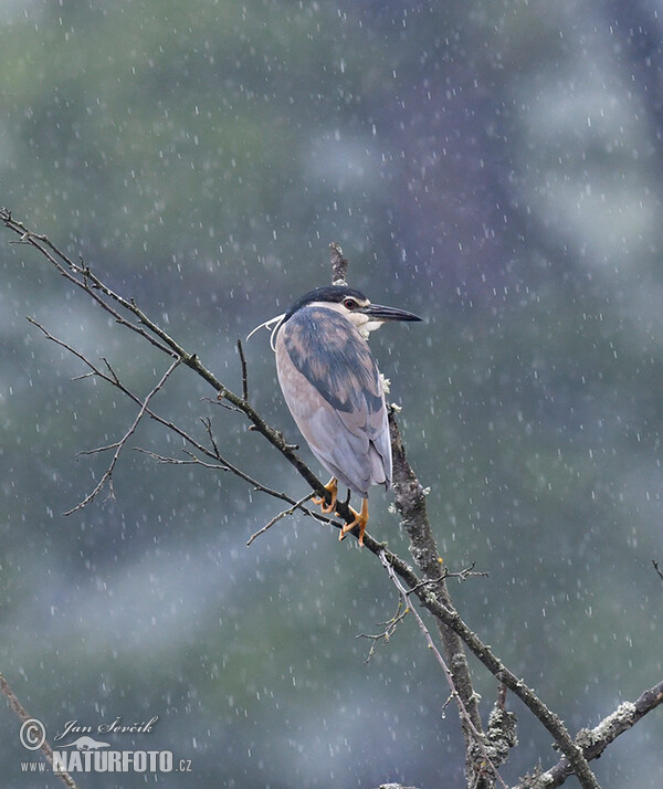 Bučiak chavkoš nočný (Nycticorax nycticorax)