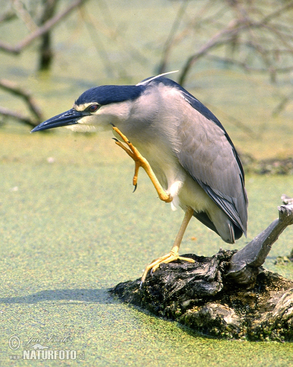 Bučiak chavkoš nočný (Nycticorax nycticorax)