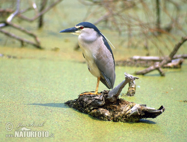 Bučiak chavkoš nočný (Nycticorax nycticorax)