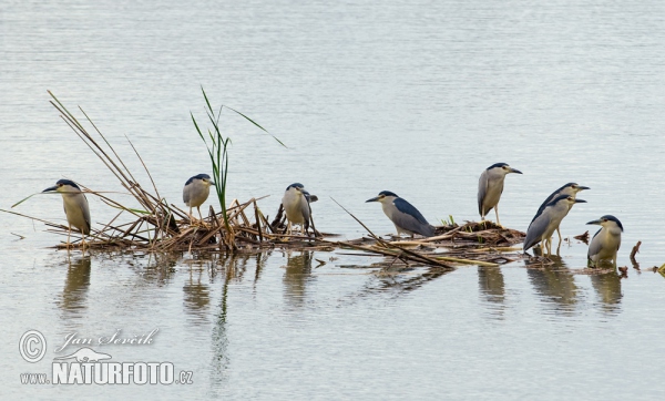 Bučiak chavkoš nočný (Nycticorax nycticorax)