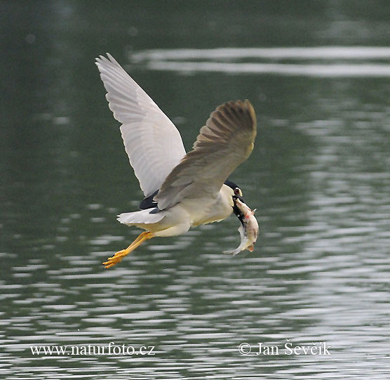 Bučiak chavkoš nočný (Nycticorax nycticorax)