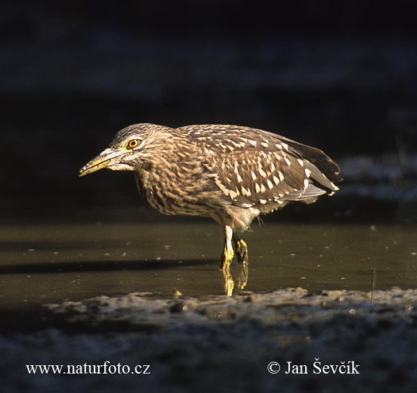 Bučiak chavkoš nočný (Nycticorax nycticorax)