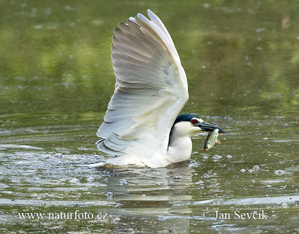 Bučiak chavkoš nočný (Nycticorax nycticorax)