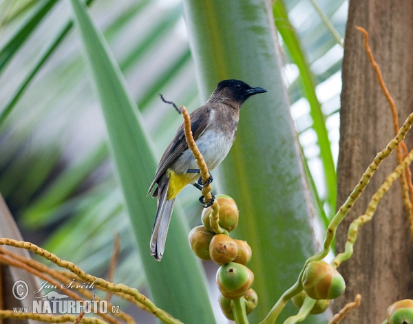 Bulbul zahradní (Pycnonotus barbatus)