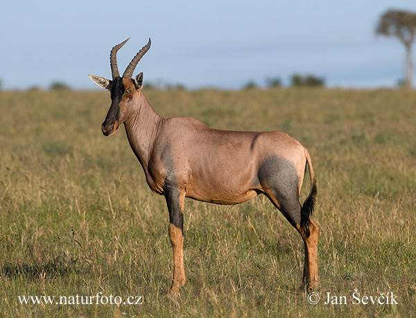 Byvolec lýrorohý (Damaliscus lunatus jimela)