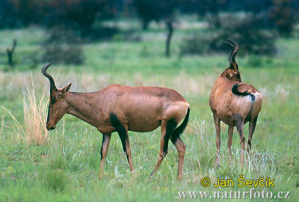 Byvolec lýrorohý (Alcelaphus buselaphus caama)