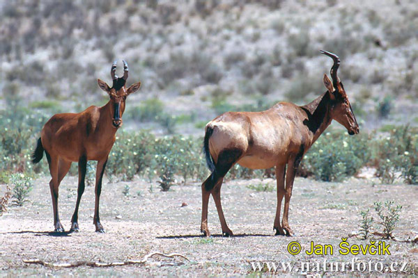 Byvolec stepný (Alcelaphus buselaphus)