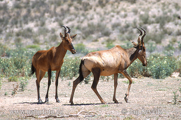 Byvolec stepný (Alcelaphus buselaphus)