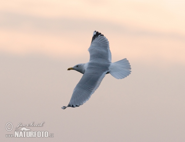 Čajka (Larus cachinnans)