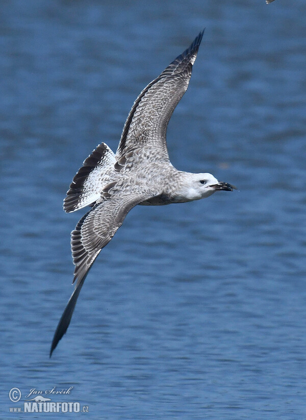 Čajka (Larus cachinnans)