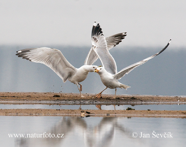 Čajka (Larus cachinnans)