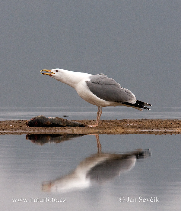 Čajka (Larus cachinnans)