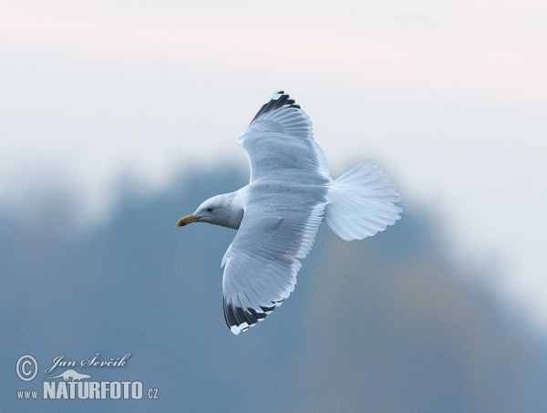 Čajka (Larus cachinnans)