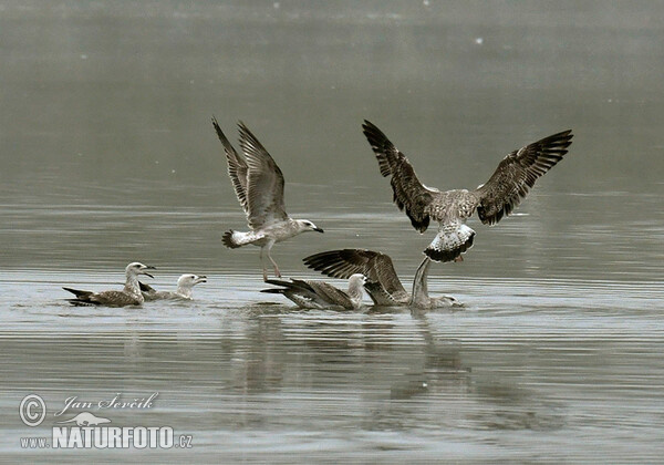 Čajka (Larus cachinnans)